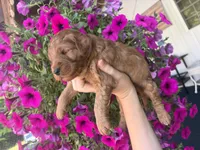 Lilac, a female Miniature Goldendoodle for sale in Celina, TN – 4 of 10