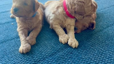Kent , a male Miniature Goldendoodle for sale in Celina, TN – 5 of 5