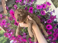 Lilac, a female Miniature Goldendoodle for sale in Celina, TN – 2 of 10