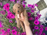 Buttercup, a female Miniature Goldendoodle for sale in Celina, TN – 1 of 10