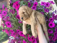 Lavender , a female Miniature Goldendoodle for sale in Celina, TN – 2 of 9
