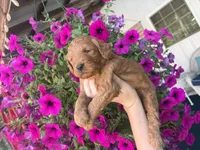 Tillie , a female Miniature Goldendoodle for sale in Celina, TN – 2 of 7
