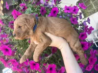 Kent , a male Miniature Goldendoodle for sale in Celina, TN – 3 of 5