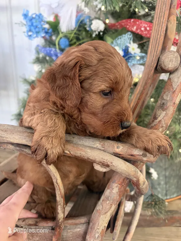 Lilac – Miniature Goldendoodle puppy for sale in Celina, TN