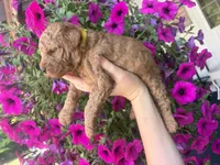 Buttercup, a female Miniature Goldendoodle for sale in Celina, TN – 3 of 10