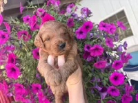 Titan , a male Miniature Goldendoodle for sale in Celina, TN – 3 of 8