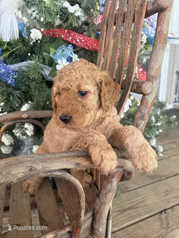 Lavender  – Miniature Goldendoodle puppy for sale in Celina, TN