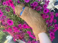 Kent , a male Miniature Goldendoodle for sale in Celina, TN – 4 of 5
