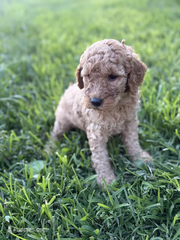 Lavender  – Miniature Goldendoodle puppy for sale in Celina, TN