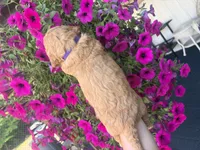 Lavender , a female Miniature Goldendoodle for sale in Celina, TN – 6 of 9