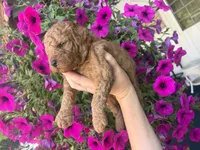 Buttercup, a female Miniature Goldendoodle for sale in Celina, TN – 4 of 10