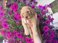 Lavender , a female Miniature Goldendoodle for sale in Celina, TN – 4 of 9