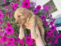 Big Red , a male Miniature Goldendoodle for sale in Celina, TN – 3 of 6