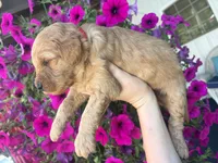 Big Red , a male Miniature Goldendoodle for sale in Celina, TN – 4 of 6