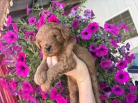 Titan , a male Miniature Goldendoodle for sale in Celina, TN – 5 of 8