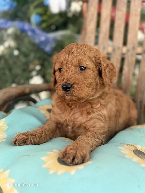 Tillie  – Miniature Goldendoodle puppy for sale in Celina, TN