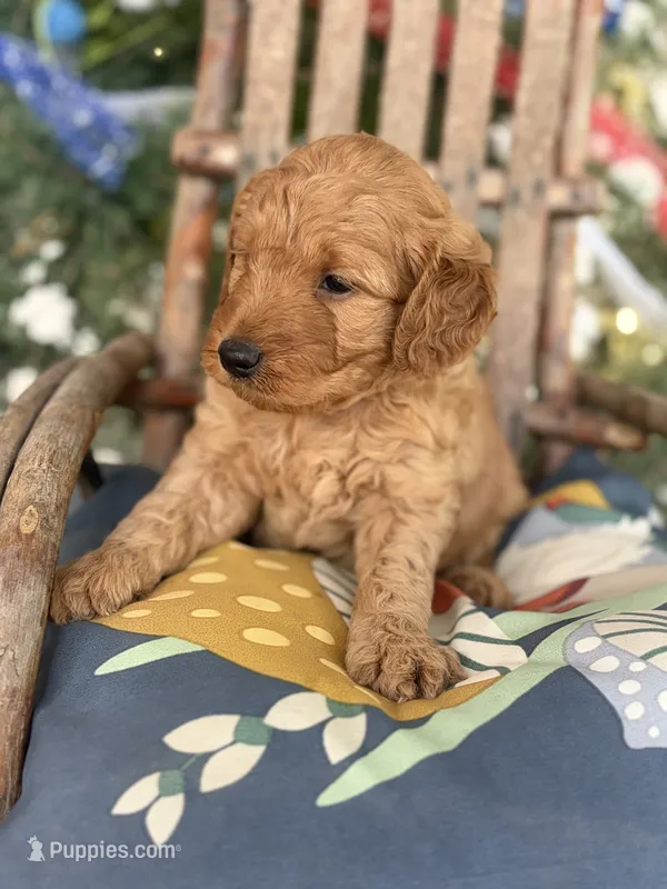 Big Red  – Miniature Goldendoodle puppy for sale in Celina, TN