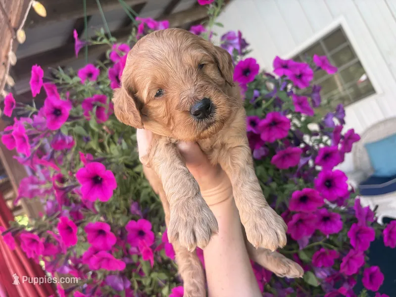Big Red  – Miniature Goldendoodle puppy for sale in Celina, TN