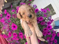 Big Red , a male Miniature Goldendoodle for sale in Celina, TN – 1 of 6