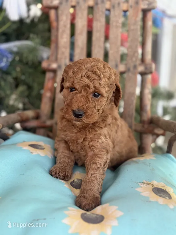 Buttercup – Miniature Goldendoodle puppy for sale in Celina, TN