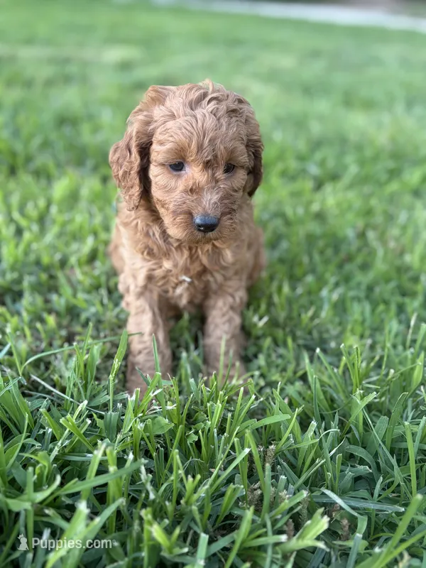 Tillie  – Miniature Goldendoodle puppy for sale in Celina, TN