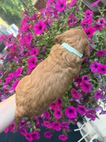 Tillie , a female Miniature Goldendoodle for sale in Celina, TN – 3 of 7