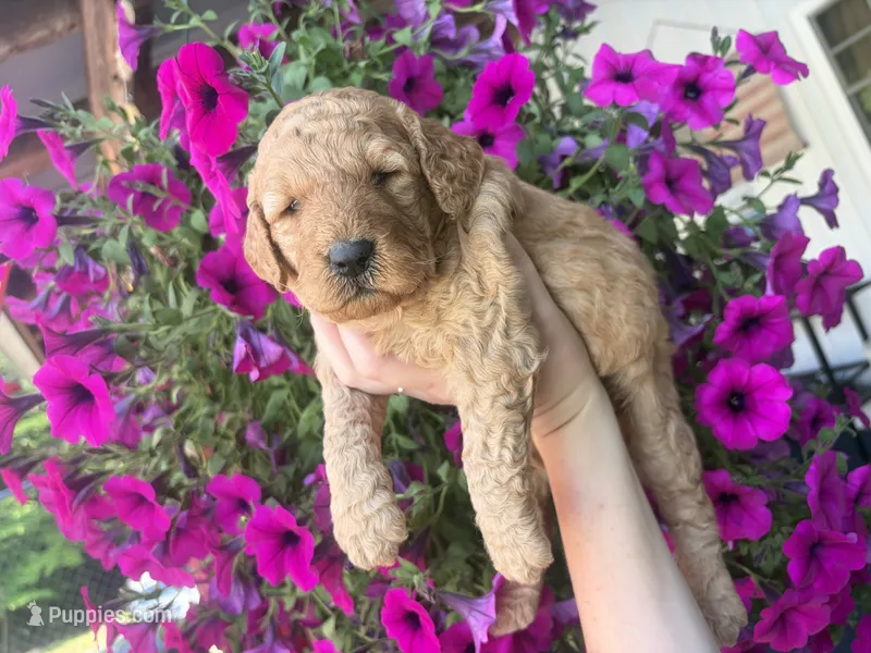 Lavender  – Miniature Goldendoodle puppy for sale in Celina, TN