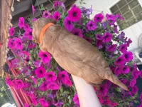 Titan , a male Miniature Goldendoodle for sale in Celina, TN – 7 of 8