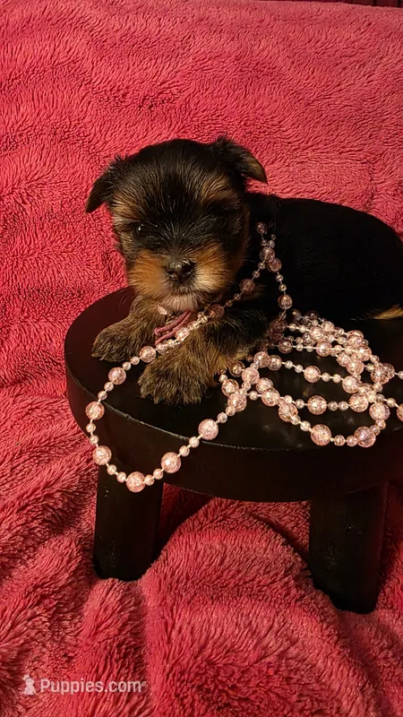 PINK – Yorkshire Terrier puppy for sale in Lakeport, CA