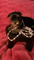 PINK, a female Yorkshire Terrier for sale in Lakeport, CA – 3 of 10