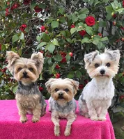 GREEN GIRL, a female Yorkshire Terrier for sale in Lakeport, CA – 10 of 10