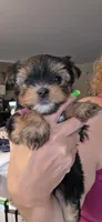 PINK, a female Yorkshire Terrier for sale in Lakeport, CA – 10 of 10