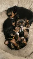 GREEN GIRL, a female Yorkshire Terrier for sale in Lakeport, CA – 5 of 10