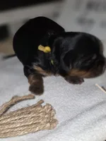 YELLOW GIRL, a female Yorkshire Terrier for sale in Lakeport, CA – 4 of 9