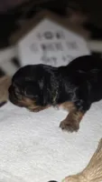 Green, a female Yorkshire Terrier for sale in Lakeport, CA – 7 of 10