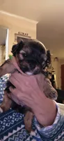 Green, a female Yorkshire Terrier for sale in Lakeport, CA – 3 of 10