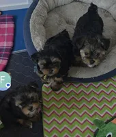 PINK, a female Yorkshire Terrier for sale in Lakeport, CA – 9 of 10