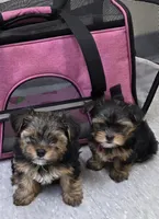 PINK, a female Yorkshire Terrier for sale in Lakeport, CA – 2 of 10
