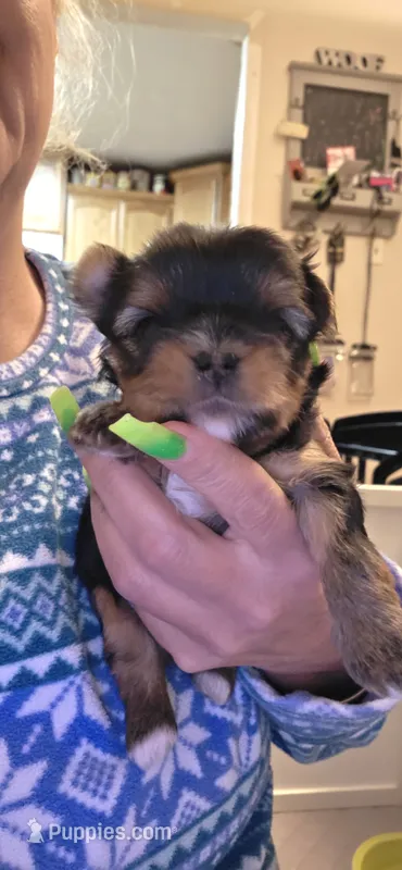 PINK – Yorkshire Terrier puppy for sale in Lakeport, CA