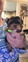 PINK, a female Yorkshire Terrier for sale in Lakeport, CA – 1 of 1