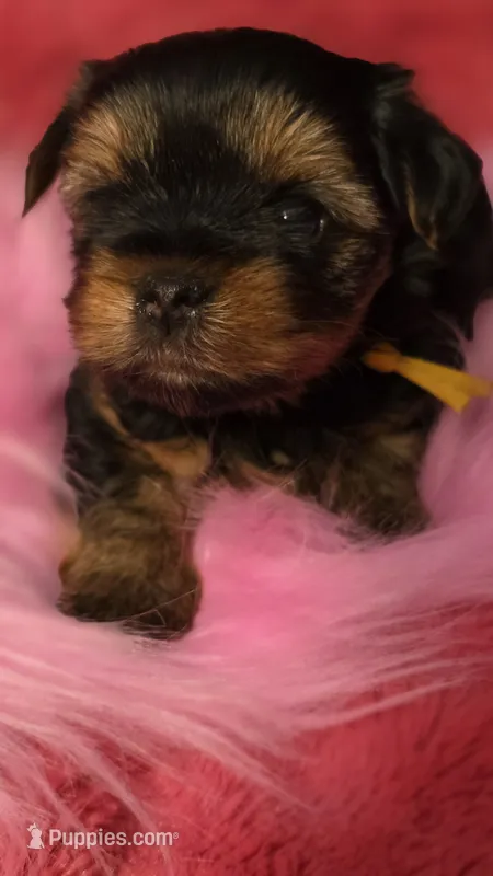 YELLOW GIRL – Yorkshire Terrier puppy for sale in Lakeport, CA