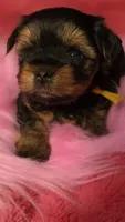 YELLOW GIRL, a female Yorkshire Terrier for sale in Lakeport, CA – 1 of 10