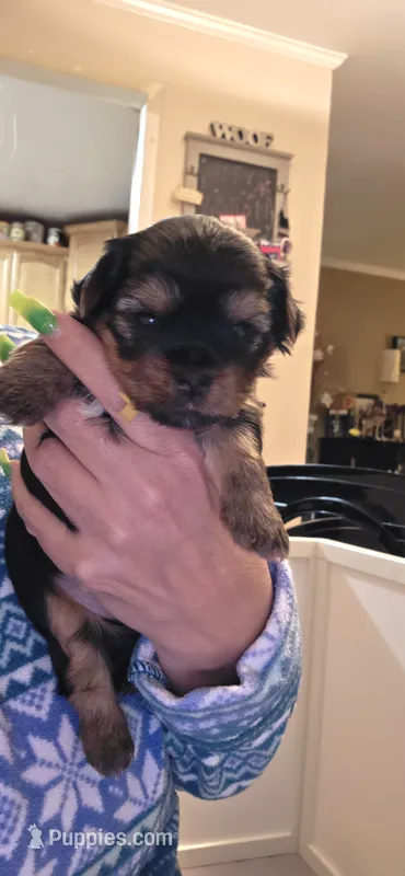 YELLOW GIRL – Yorkshire Terrier puppy for sale in Lakeport, CA