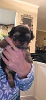 YELLOW GIRL, a female Yorkshire Terrier for sale in Lakeport, CA – 1 of 9