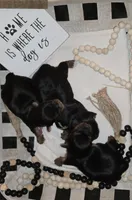 Green, a female Yorkshire Terrier for sale in Lakeport, CA – 5 of 10