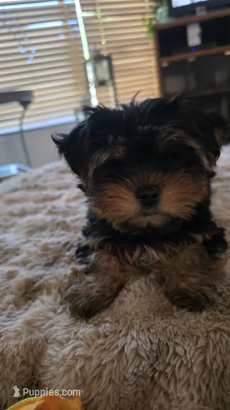 YELLOW GIRL – Yorkshire Terrier puppy for sale in Lakeport, CA