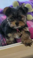 PINK, a female Yorkshire Terrier for sale in Lakeport, CA – 6 of 10