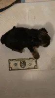 GREEN GIRL, a female Yorkshire Terrier for sale in Lakeport, CA – 9 of 10