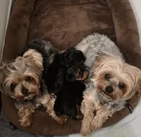 GREEN GIRL, a female Yorkshire Terrier for sale in Lakeport, CA – 7 of 10
