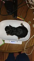 Green, a female Yorkshire Terrier for sale in Lakeport, CA – 4 of 10